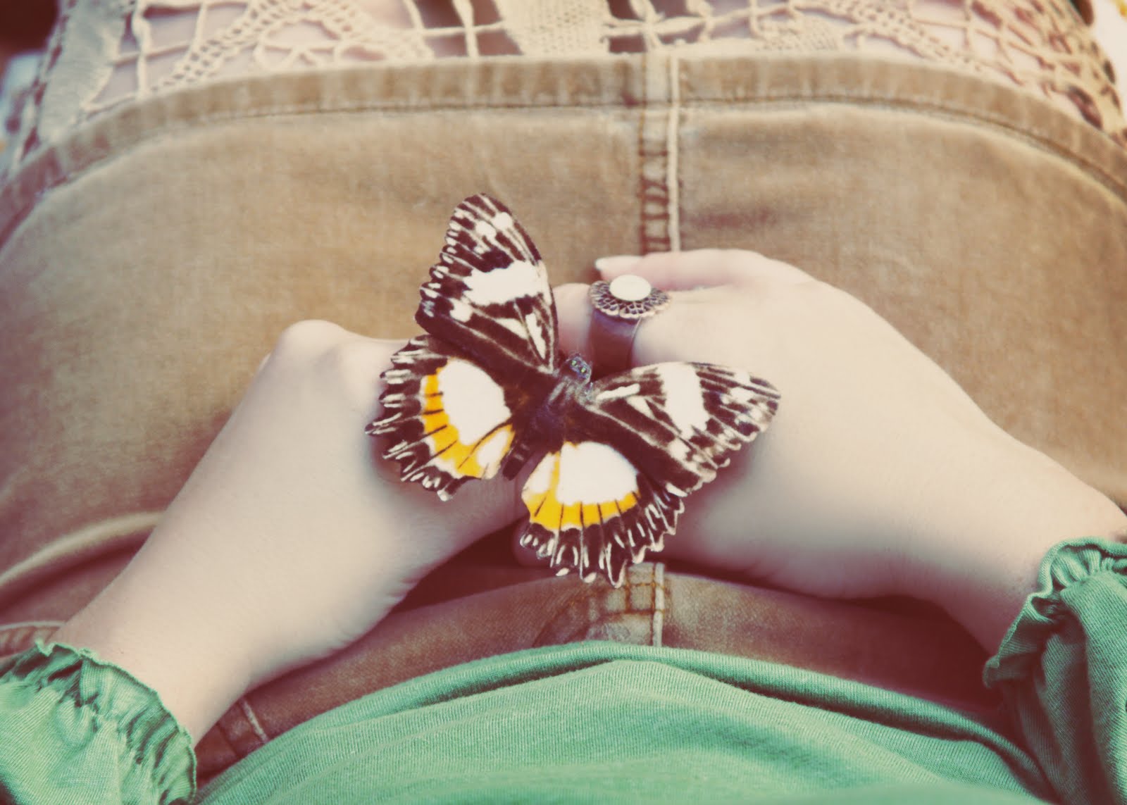 [butterfly+series+5.jpg]