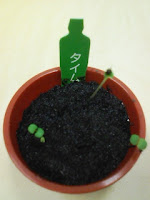育てて楽しむ「小さな植木鉢」～Petit Planter～タイム観察日記１４日目の巻。