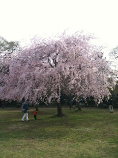 越谷市にある緑の森公園の桜