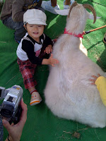 越谷市民まつりの移動動物園でヤギに触ったよー。