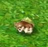 [toxihamster30.JPG]