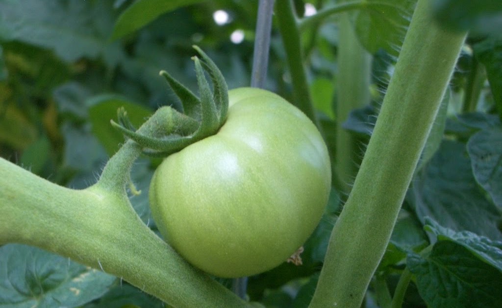 little backyard garden the tomatoes are still green