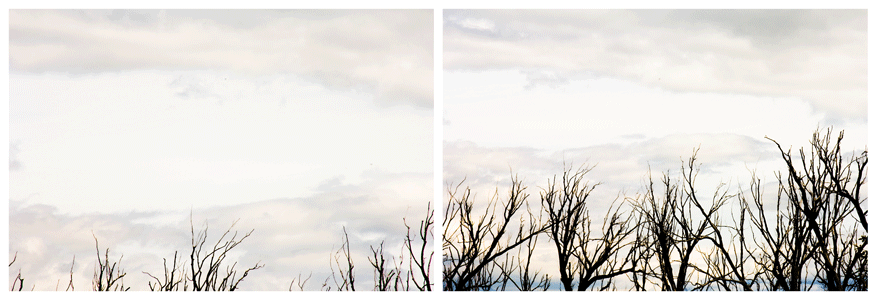[Trees.gif]