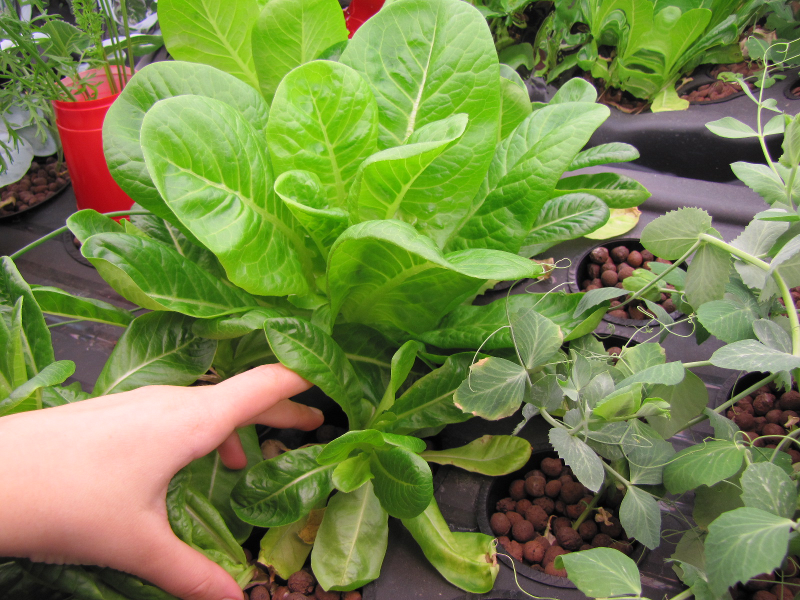 Lettuce Plant