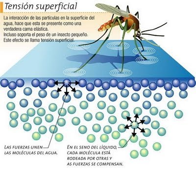 Resultado de imagen de La tensiÃ³n superficial admite que los insectos anden por encima del agua