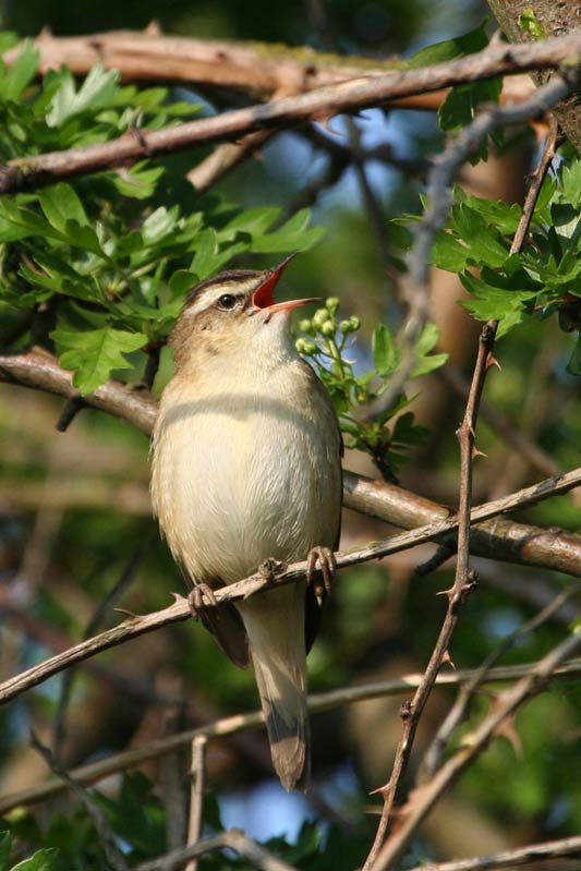 [IMG_5789+Sedge+Warbler+1+4M+Crop+280407.jpg]