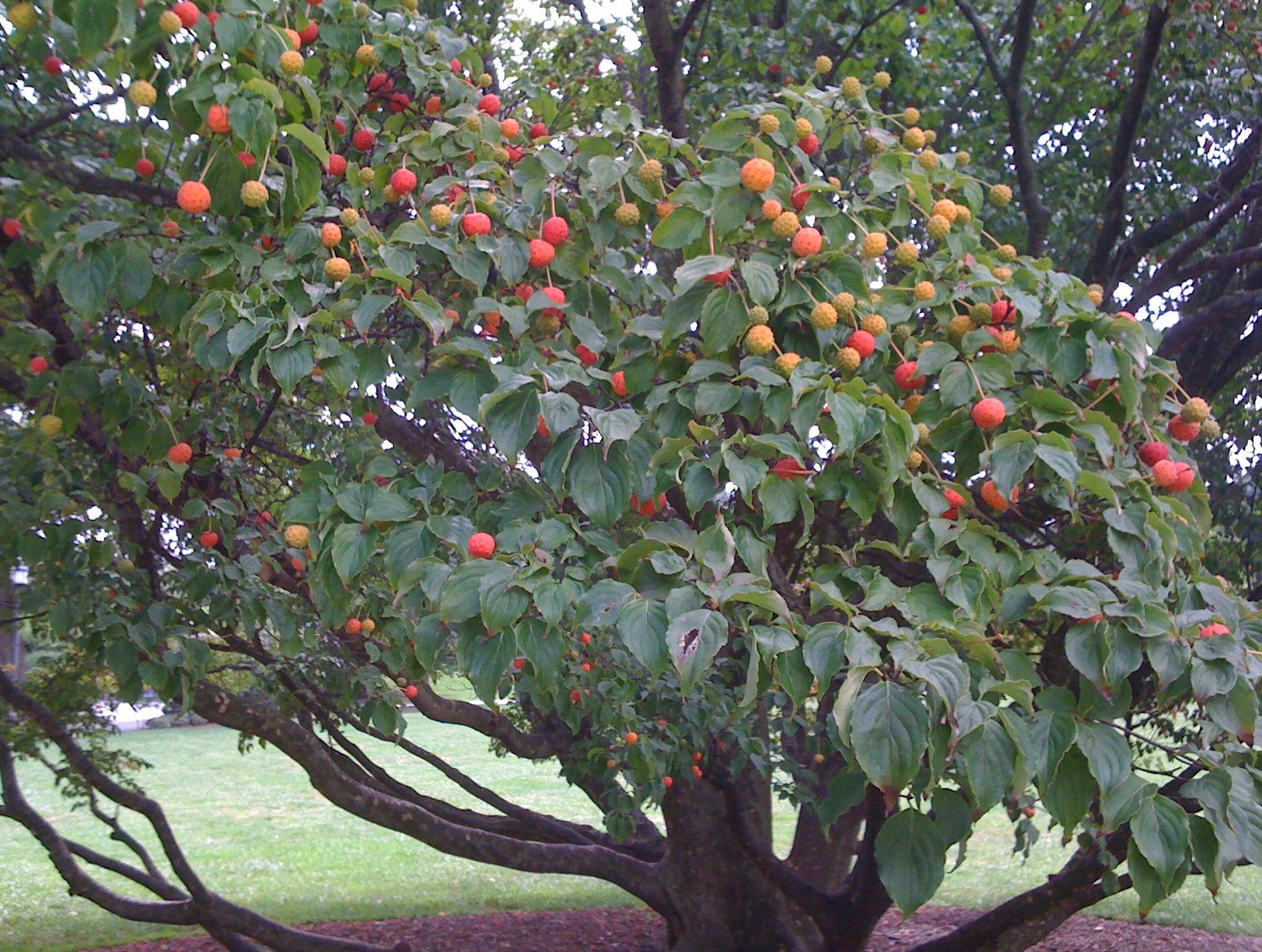 Dogwood+tree+berries