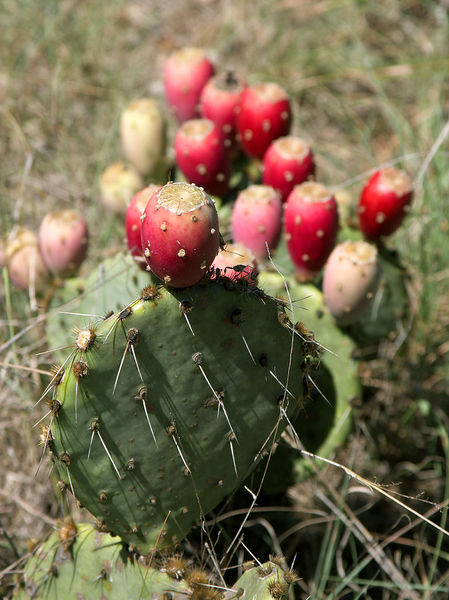 [449px-Prickly_Pear_Closeup.jpg]