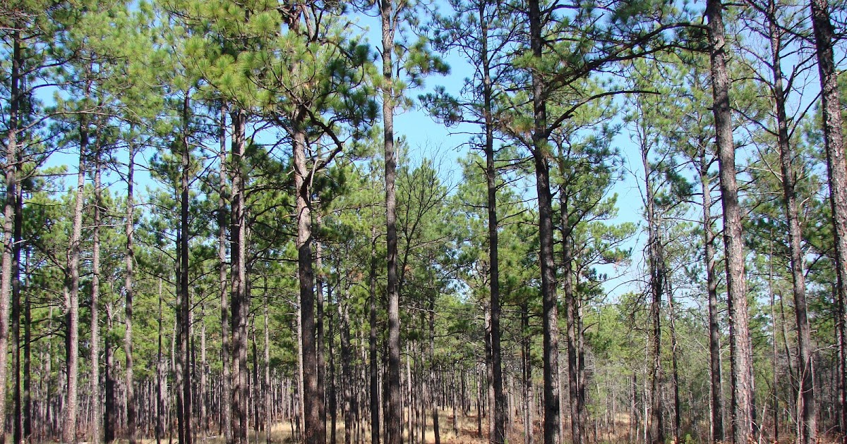 Reunion with Nature World's Oldest Living Longleaf Pine Down This Path
