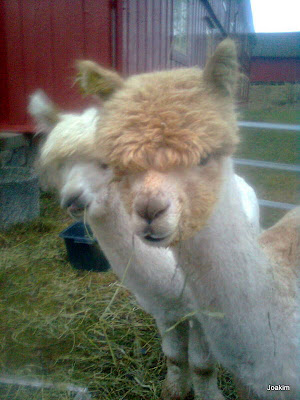rare katter