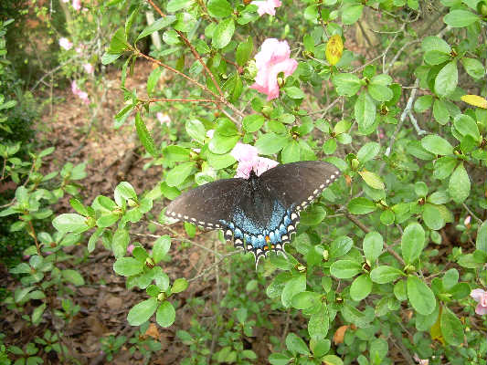 [bfly.jpg]