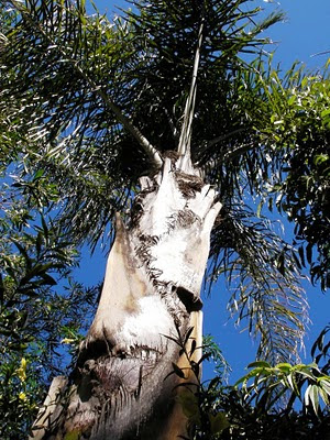 We have several mature palm trees in our garden, so now & again some of the ... We have several mature palm trees in our garden, so now & again some of the ...