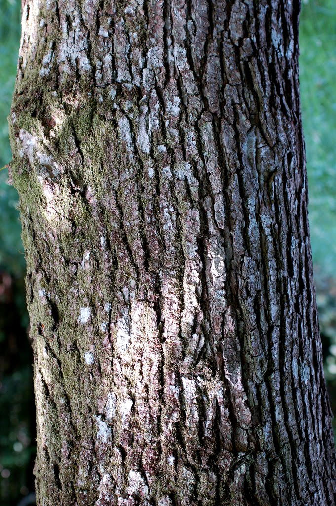 elm tree bark photo. elm tree bark