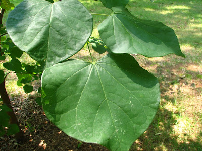 tree identification cercis canadensis eastern redbud tree identification cercis canadensis eastern redbud
