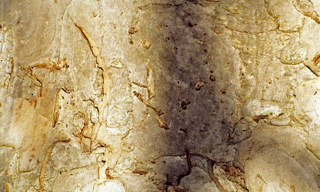 cherry tree bark cherry tree bark identification. cherry tree bark