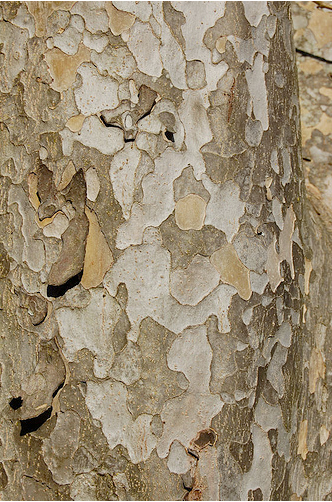 elm tree bark photo. elm tree bark. elm tree bark