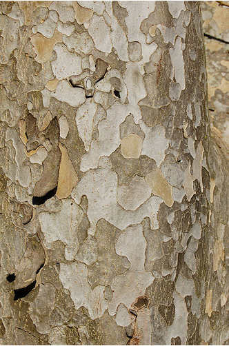 pictures of elm tree bark. elm tree bark identification.