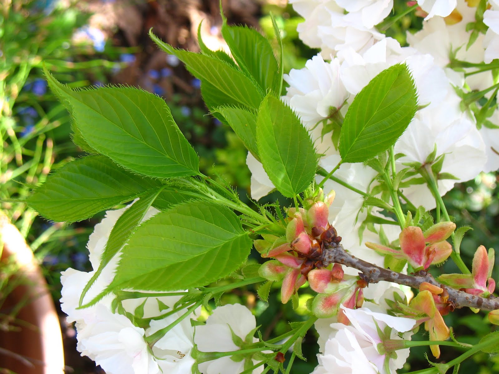 Tree Identification Prunus serrulata Flowering Cherry
