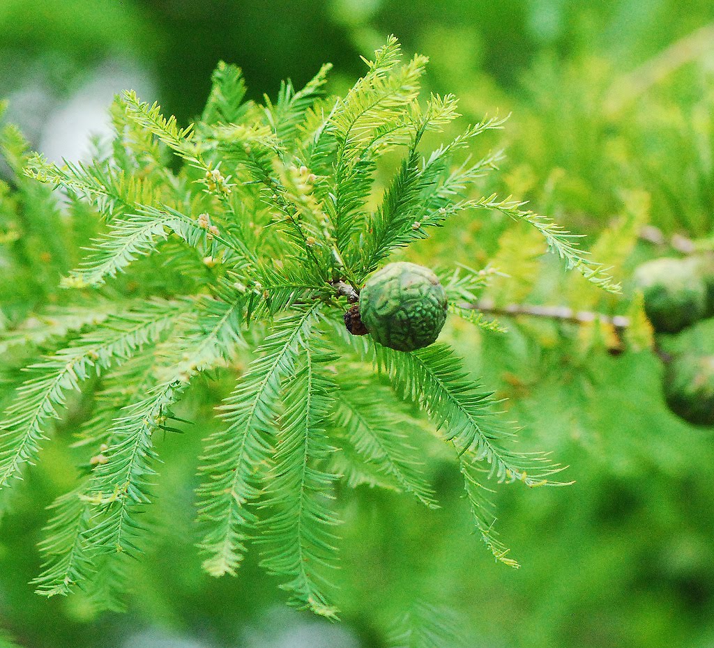 cypress bald taxodium tree identification cones ball distichum round fall needles cone pointed sized golf