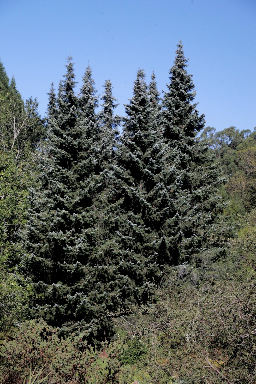 Silver Fir