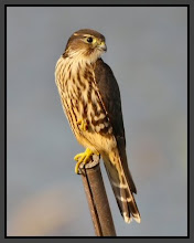 Female Merlin