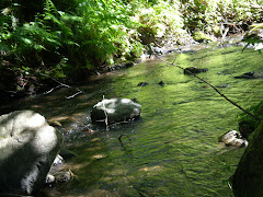 Creek in Half Moon Bay