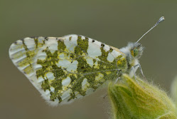 Anthocharis cardamines