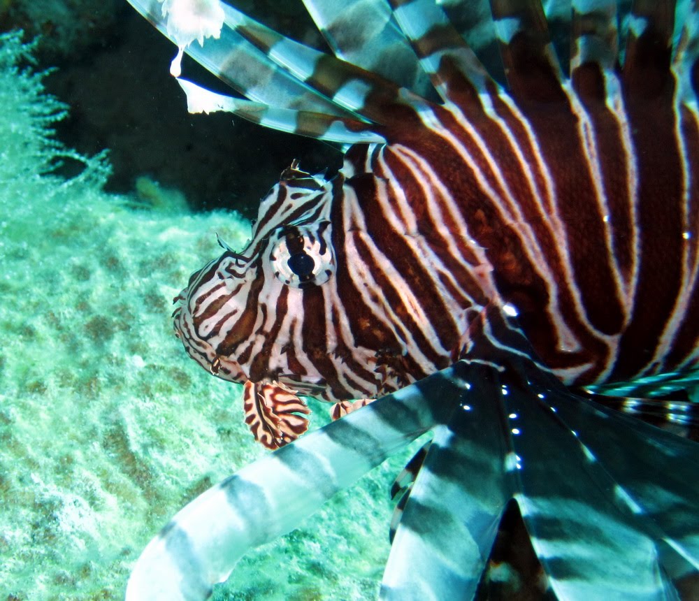 SearchReSearch Figuring out the differences between fishes