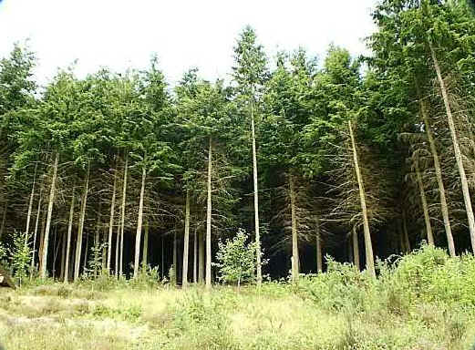 coniferous trees pictures