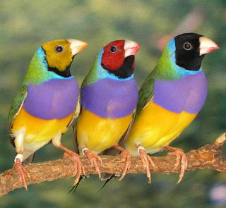 http://4.bp.blogspot.com/_8gc881kiKaI/TOWHZABdGZI/AAAAAAAAAAw/Jx8TB1qofJI/s400/Animales_Exoticos_Diamante_Gould.jpg