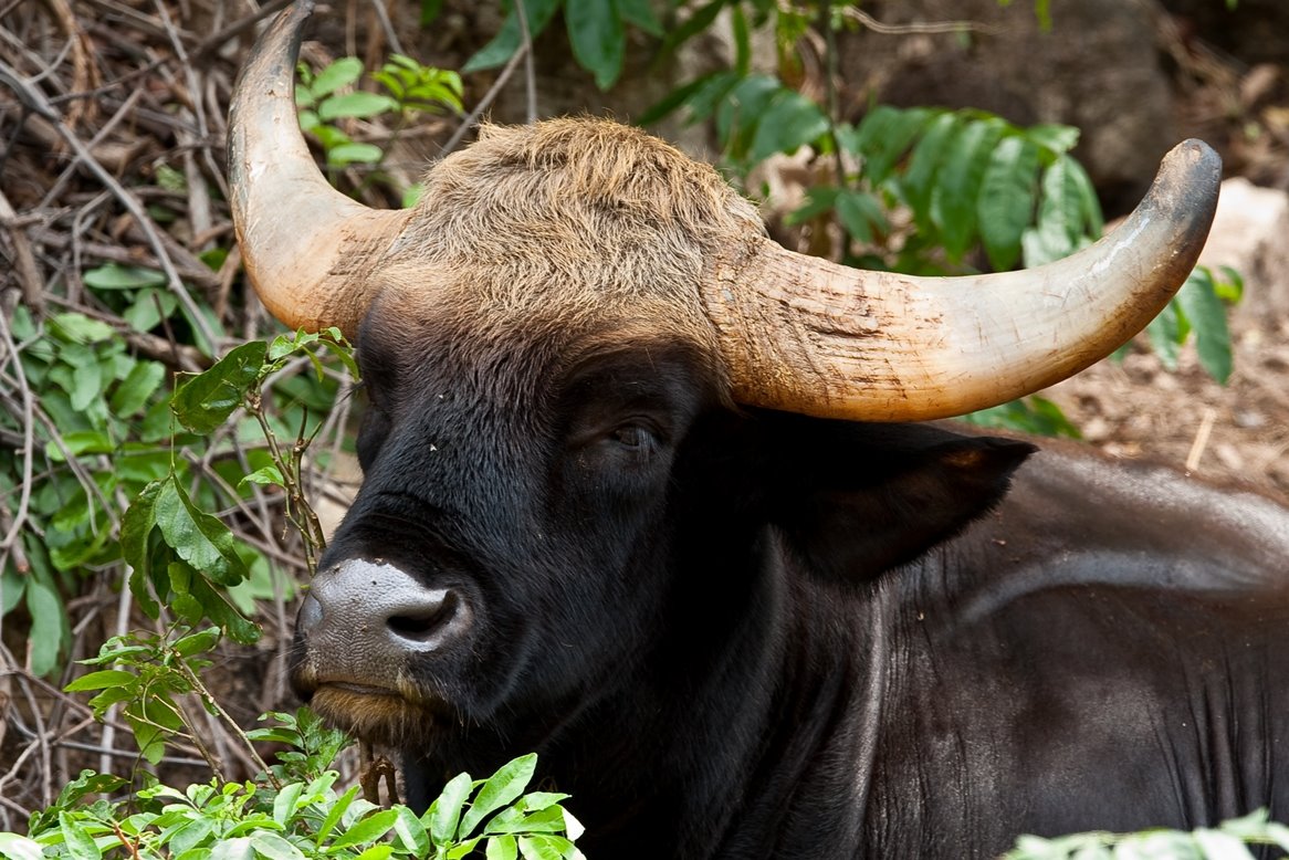 [IMG_0361-1bull.jpg]