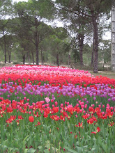 Jardim de tulipas