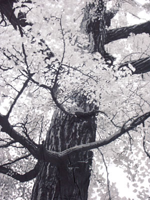 [PICT1532.jpg]