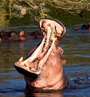 foto buaya makan manusia - gambar hewan