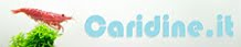 caridine.it