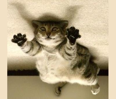 صور حركات قطط مضحكة تشبه حركات الاطفال Cat-+on-the-ceiling