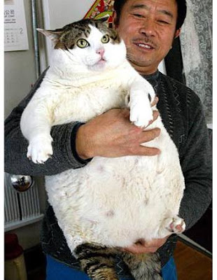 The big cat.