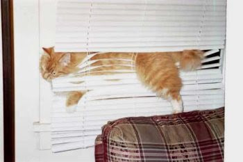 The cat has got stuck.