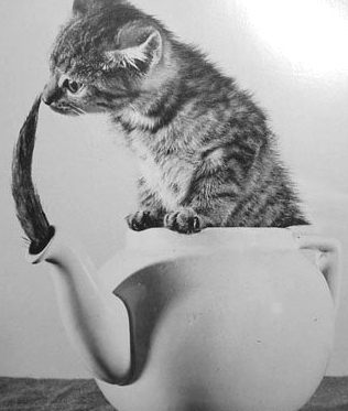 [Kitten-in-a-teapot.jpg]