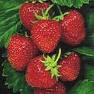 STRAWBERRY ORGANIK