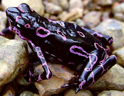 Atelopus Frog funny pics of frogs. Atelopus Frog