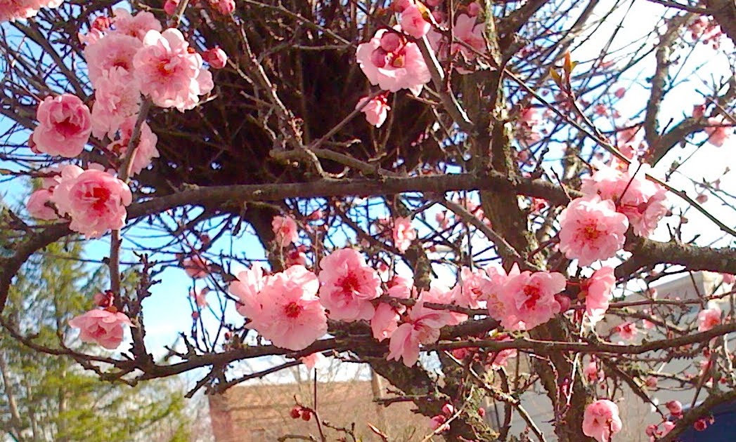 ornamental cherry tree something pacific ornamental cherry tree something pacific