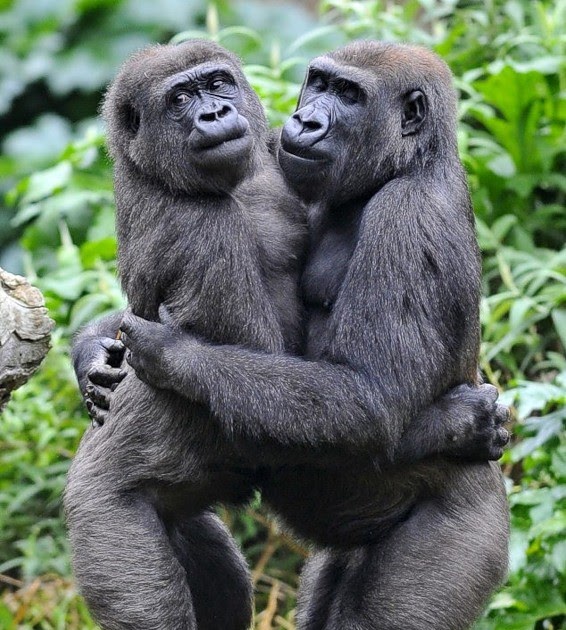 The Jungle Store Gorilla Wrestling!
