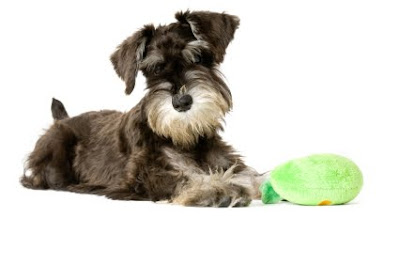 Schnauzer miniatura negro