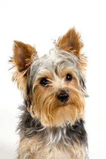 Yorkshire Terrier imagenes