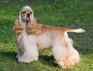 Cocker Spaniel raza