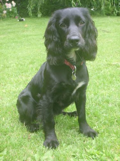 Raza Coker Spaniel
