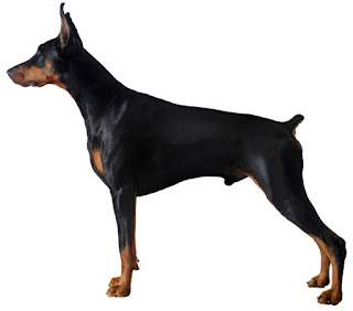 Doberman