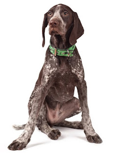 Pointer Aleman