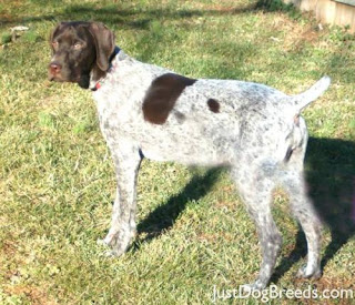 Pointer aleman pelo corto